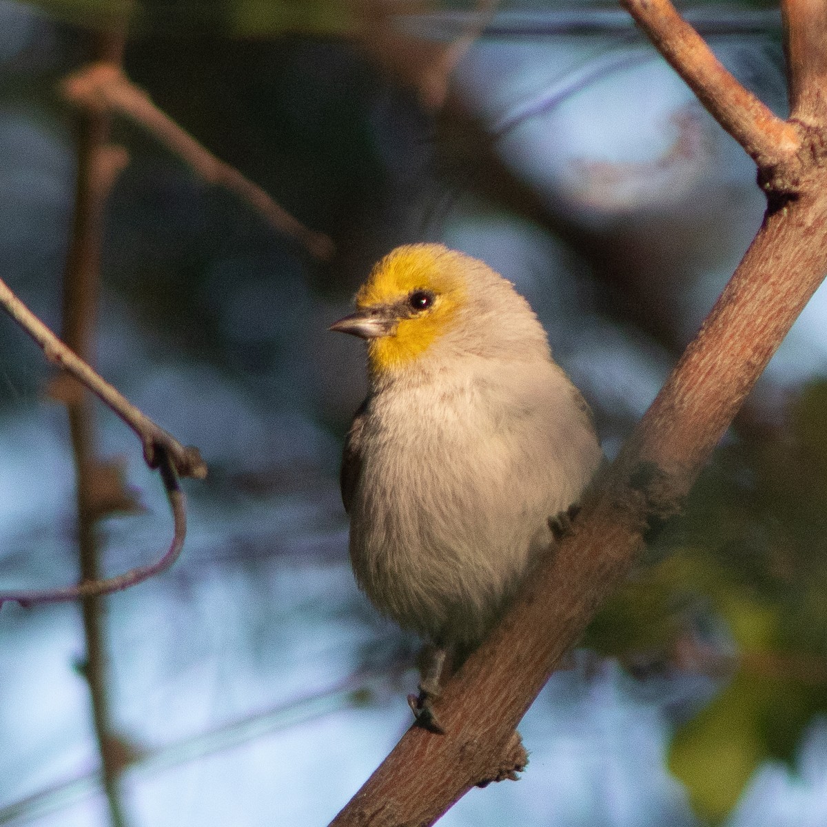 Verdin - ML645018094