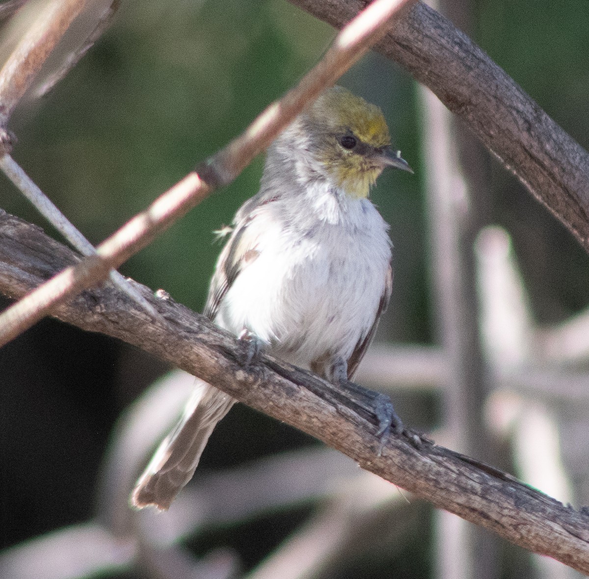 Verdin - ML645018095