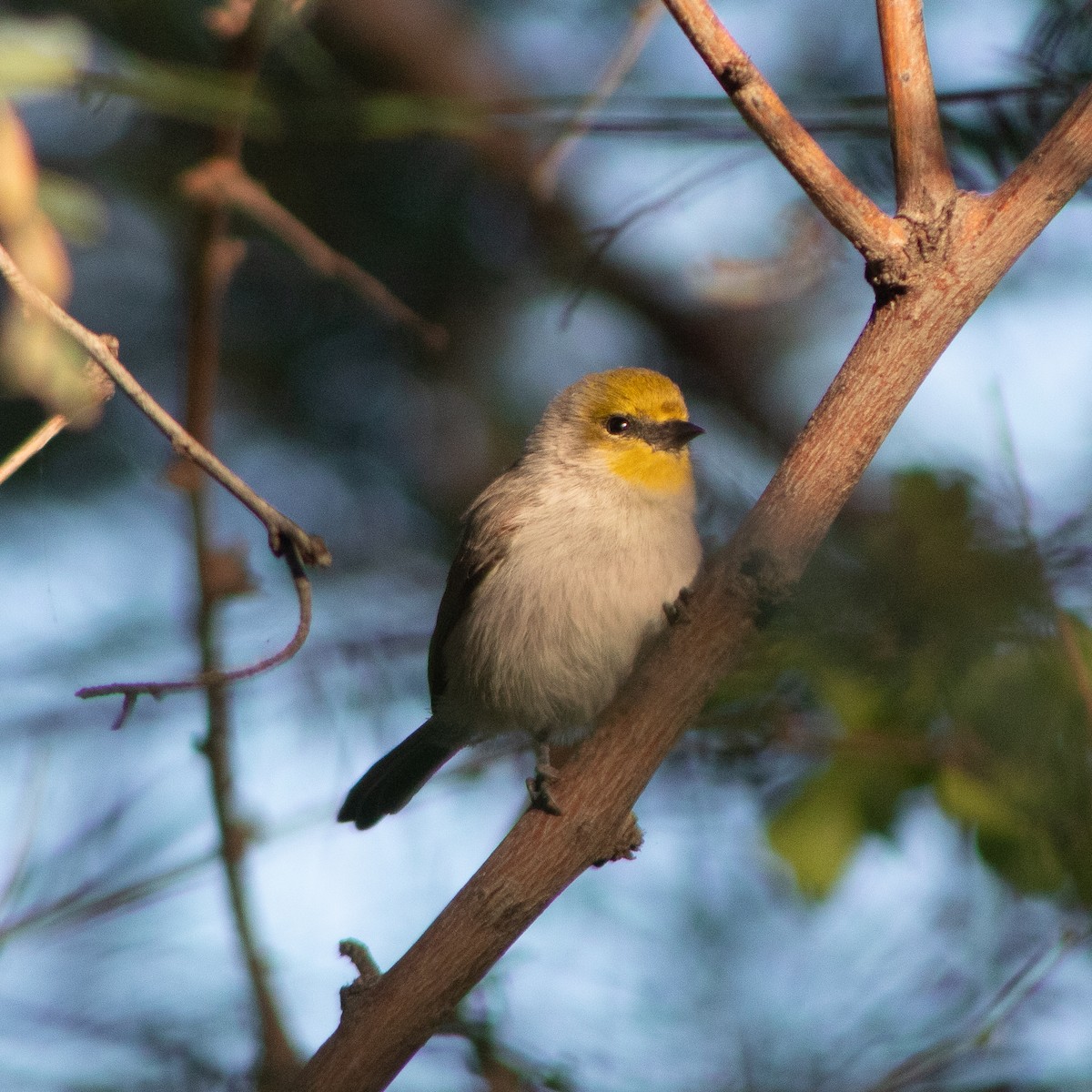 Verdin - ML645018096