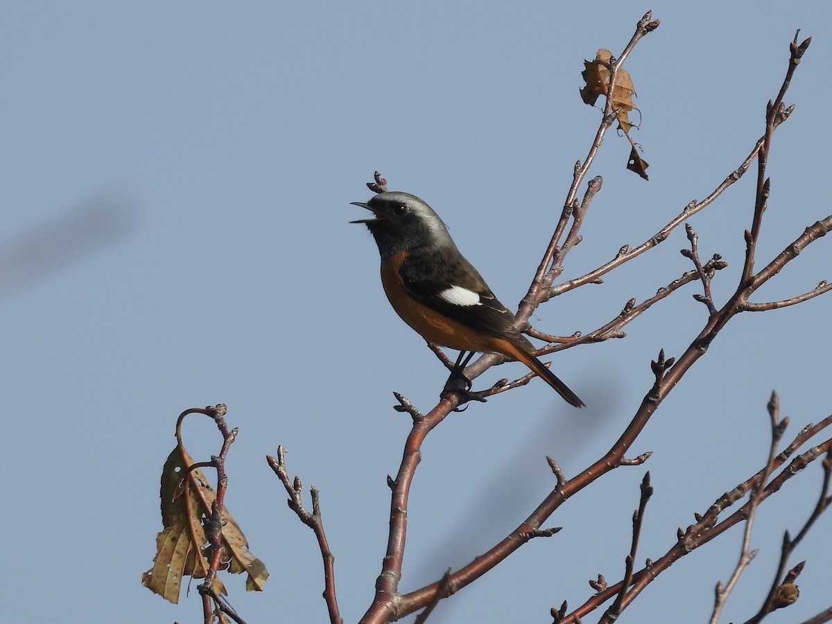 חכלילית סיבירית - ML645018106
