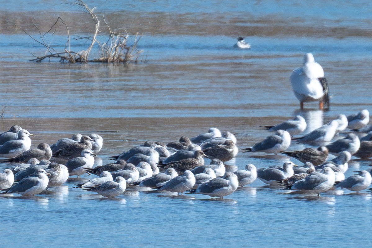 Lesser Black-backed Gull - ML645018115