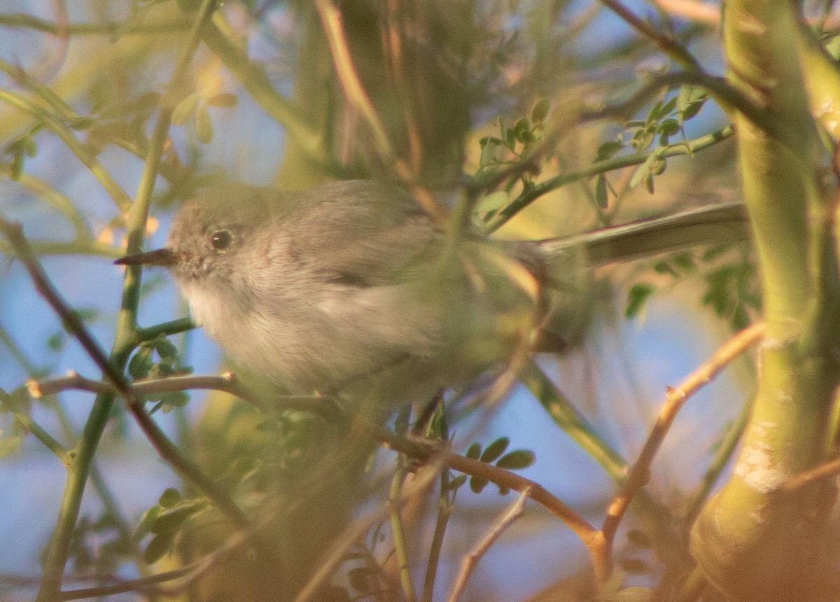 Blue-gray Gnatcatcher - ML645018128