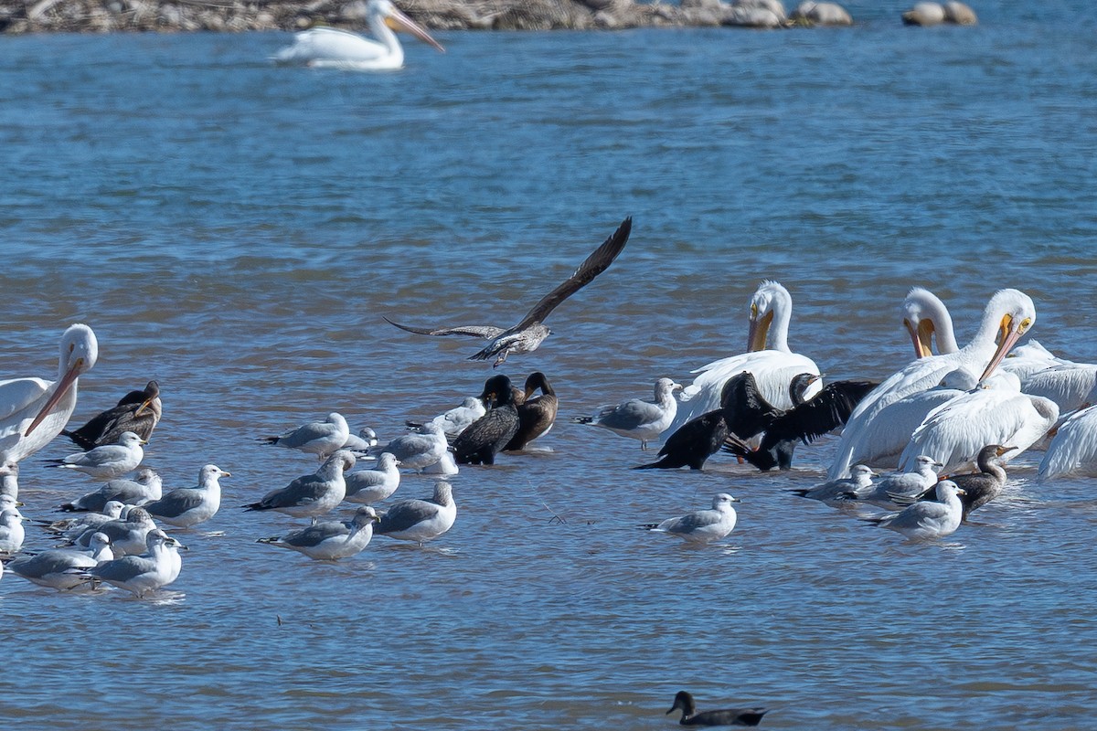 Lesser Black-backed Gull - ML645018129