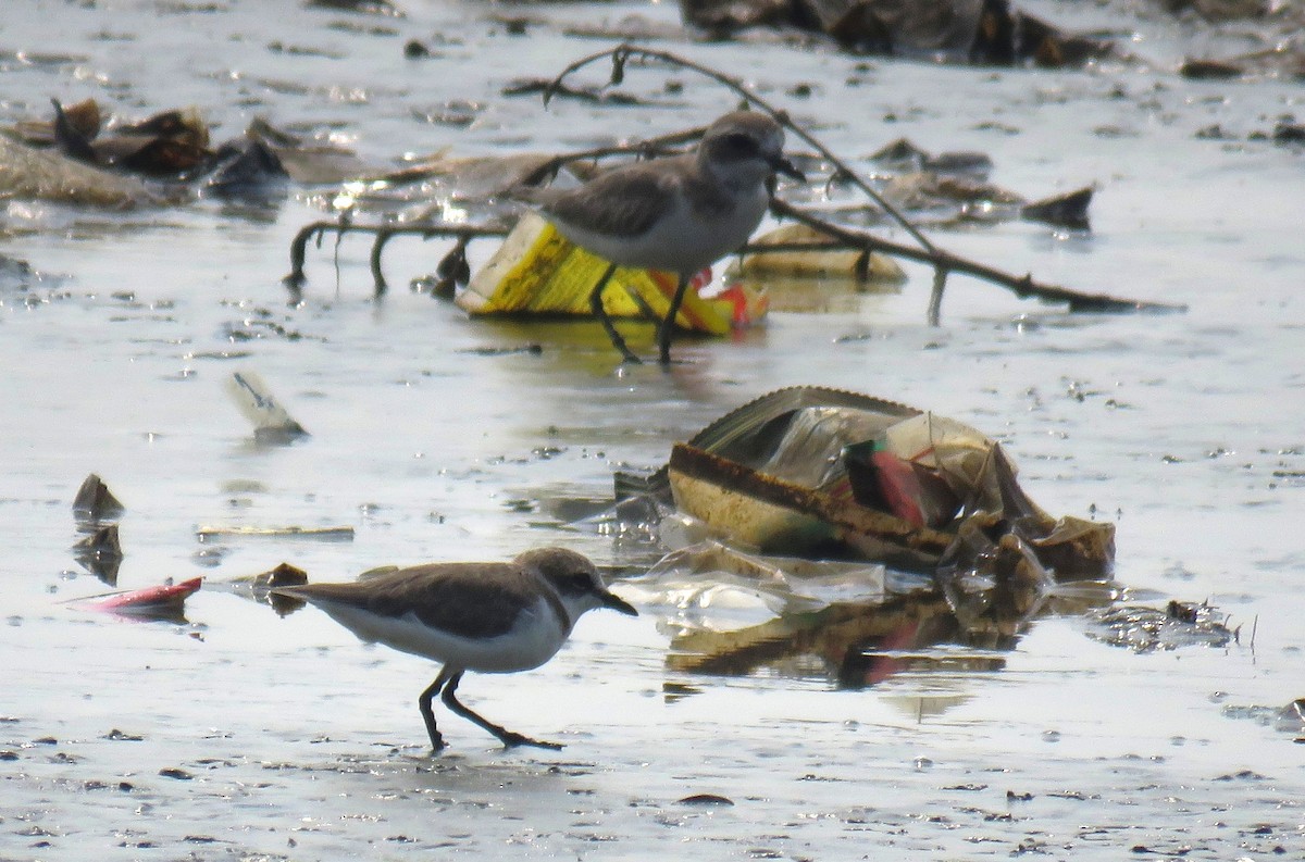 kulík jávský - ML645018133