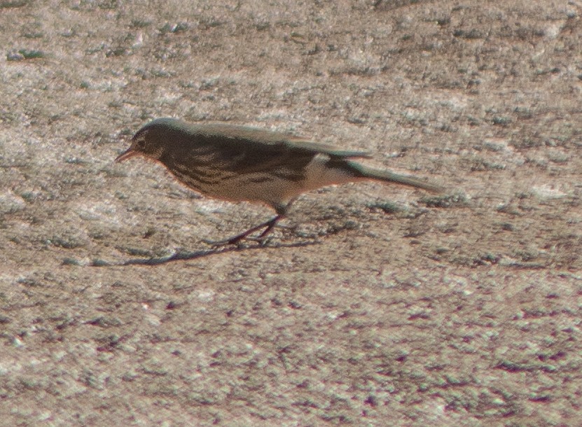 American Pipit - ML645018137