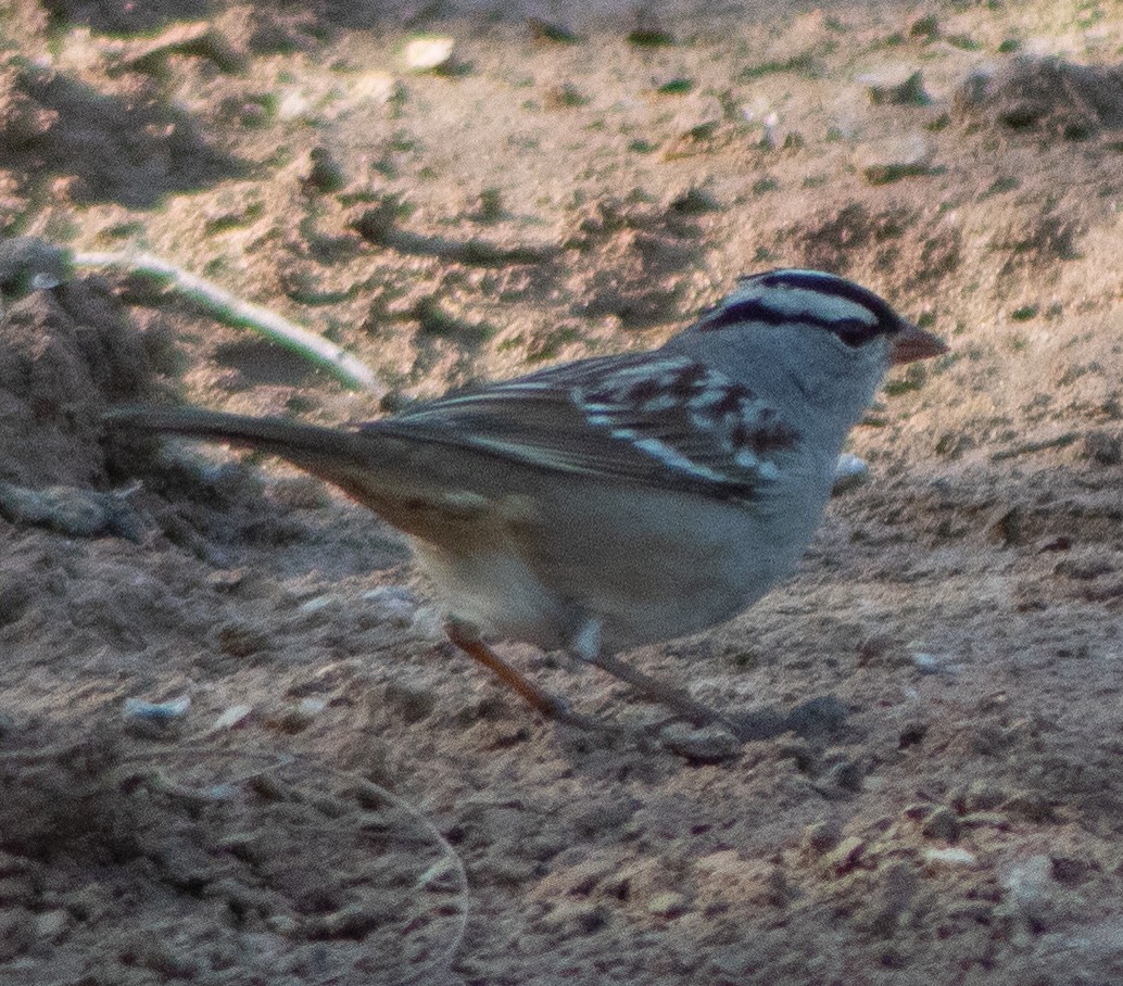 White-crowned Sparrow - ML645018150