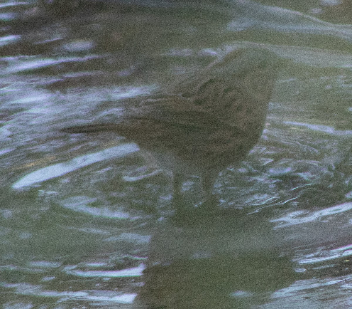 Lincoln's Sparrow - ML645018166