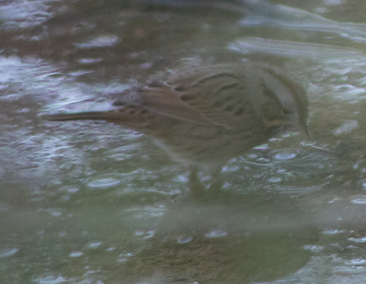 Lincoln's Sparrow - ML645018167