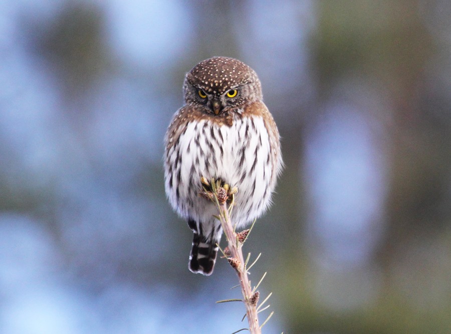 Northern Pygmy-Owl - ML645018168