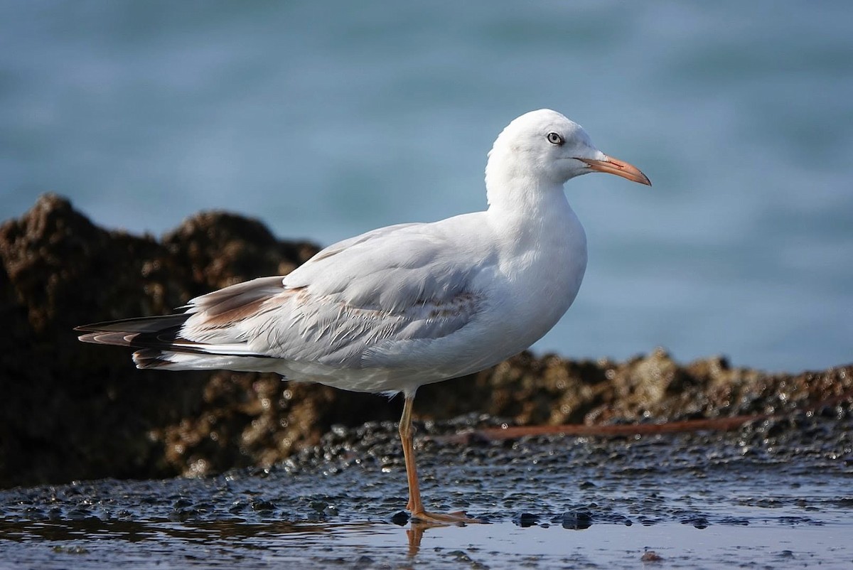 Slender-billed Gull - ML645018170
