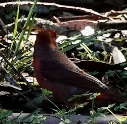 Hepatic Tanager - ML645018172