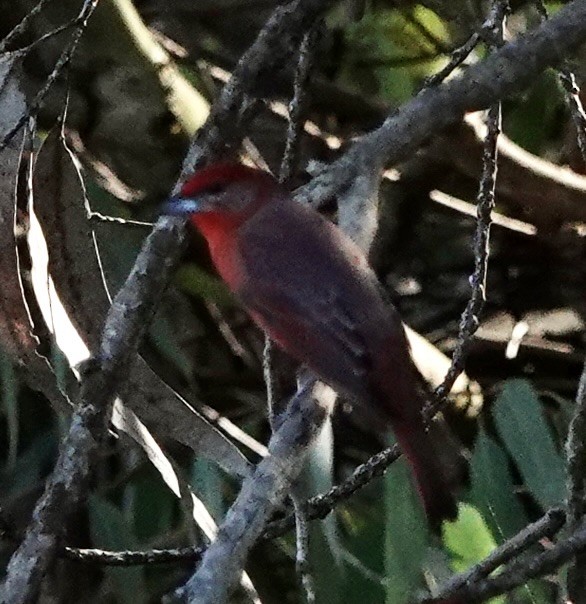 Hepatic Tanager - ML645018173