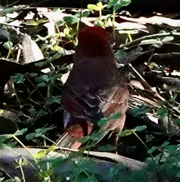 Hepatic Tanager - ML645018174