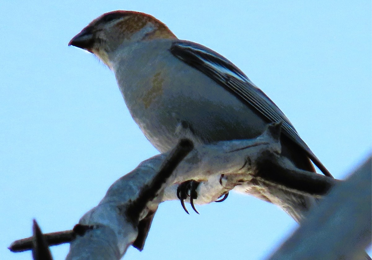 Pinu-gailupa - ML645018175