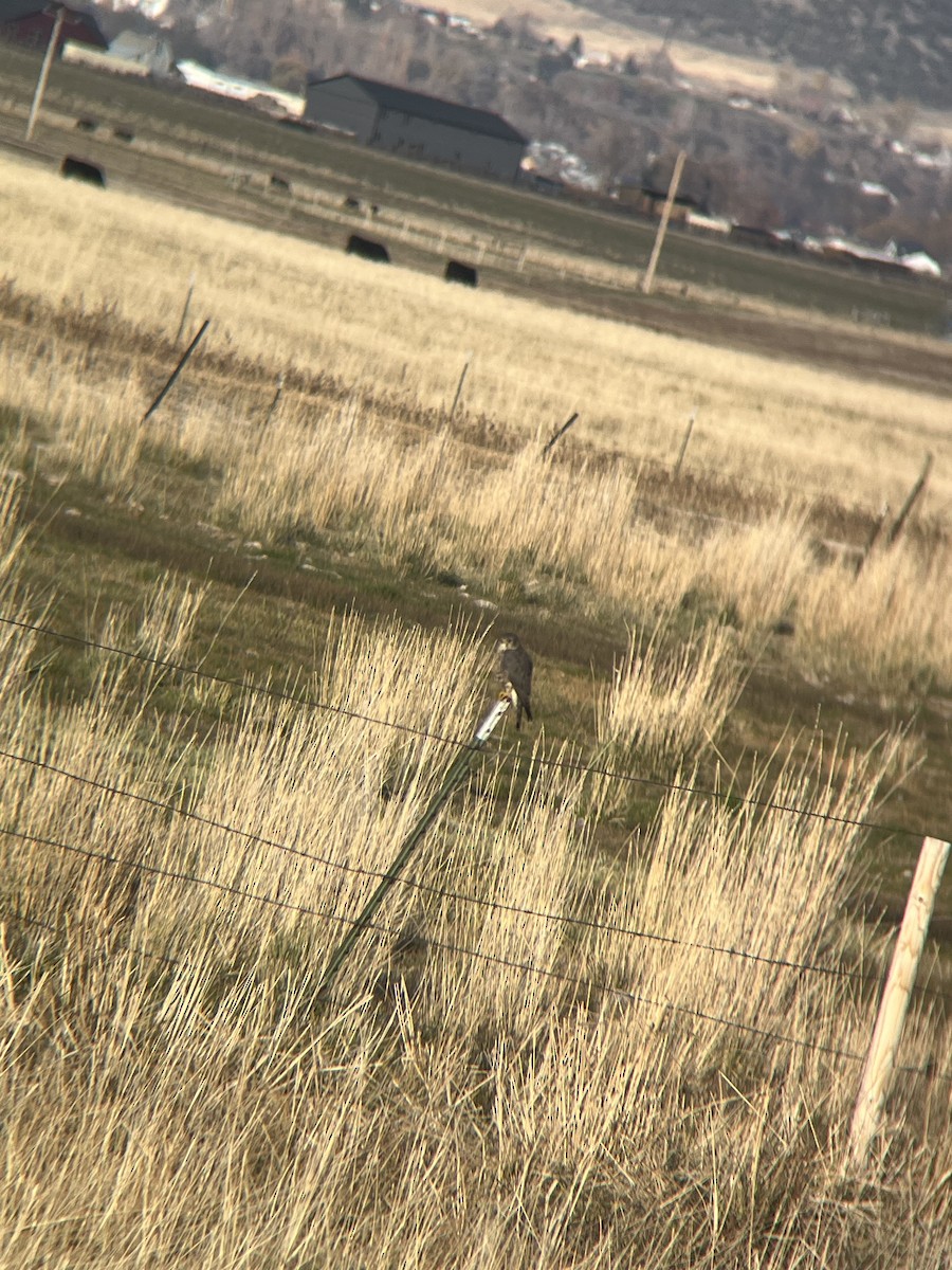 Merlin - ML645018180