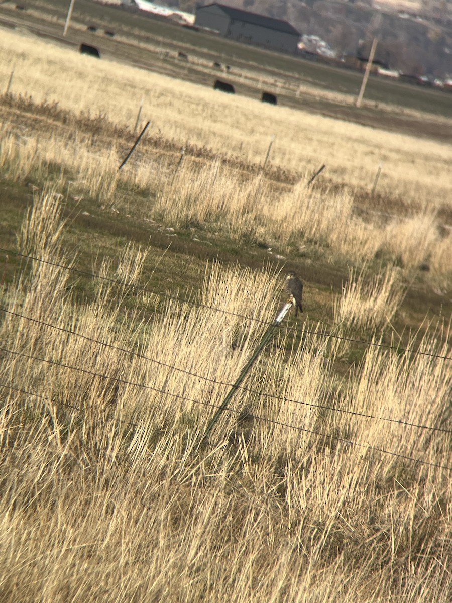 Merlin - ML645018181