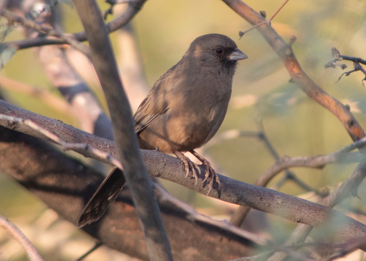 Abert's Towhee - ML645018183