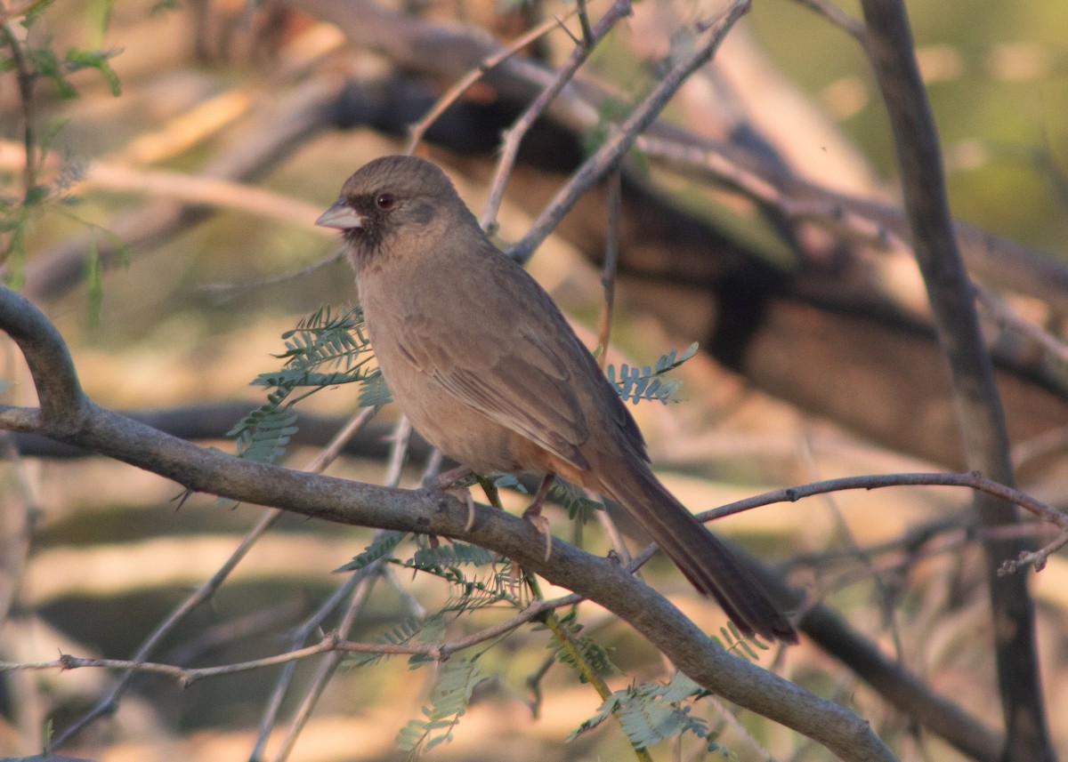 Abert's Towhee - ML645018185