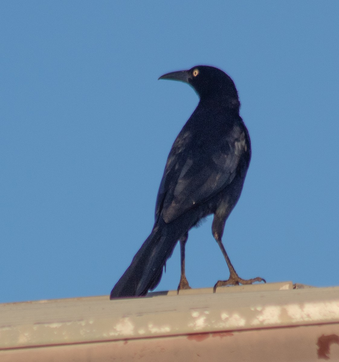 Great-tailed Grackle - ML645018190