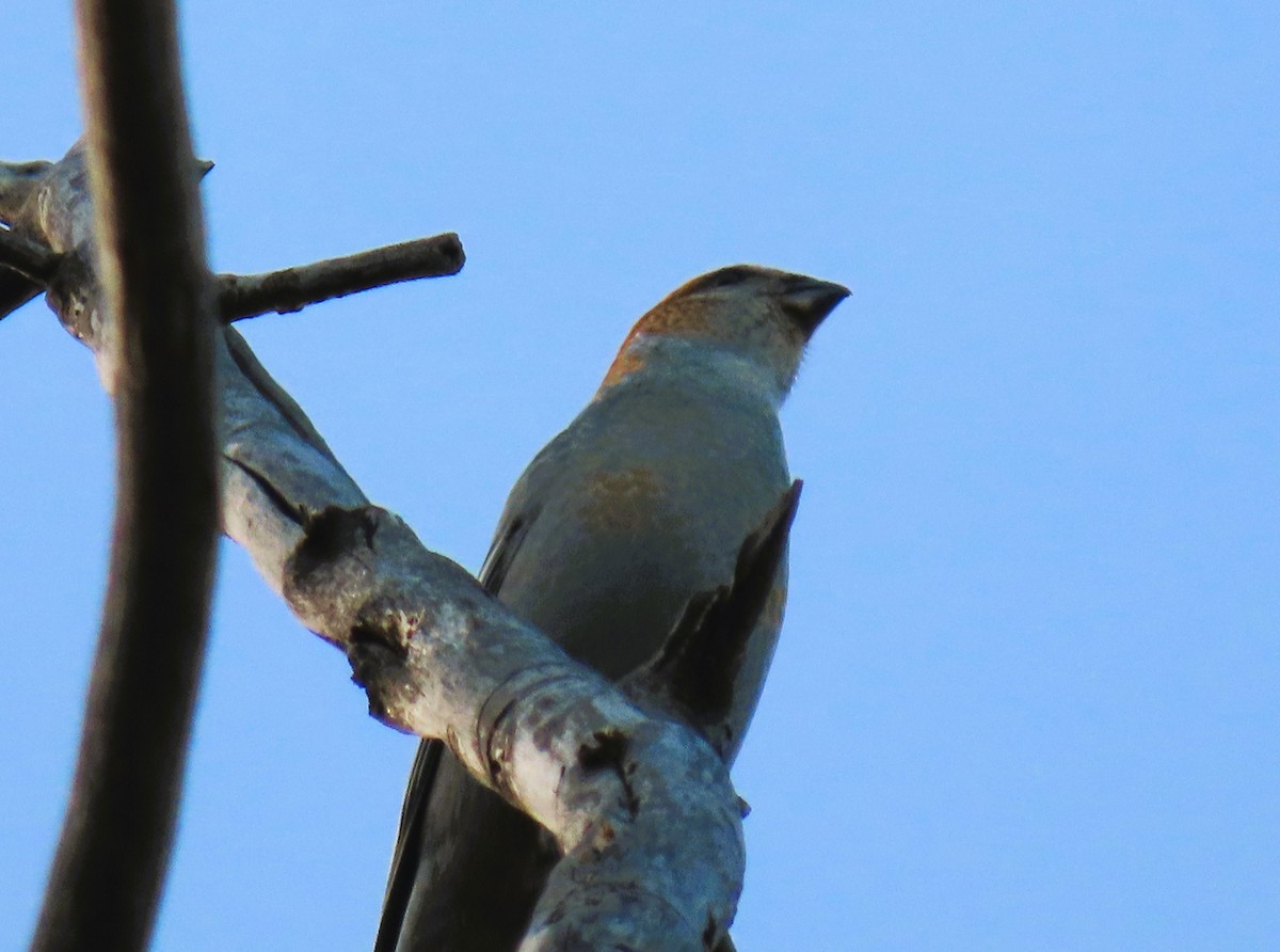 Pinu-gailupa - ML645018193