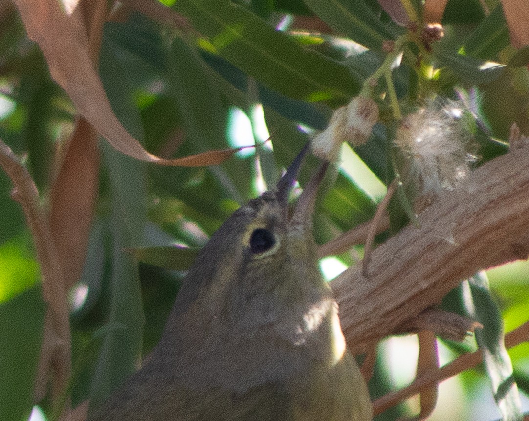 Orange-crowned Warbler - ML645018216