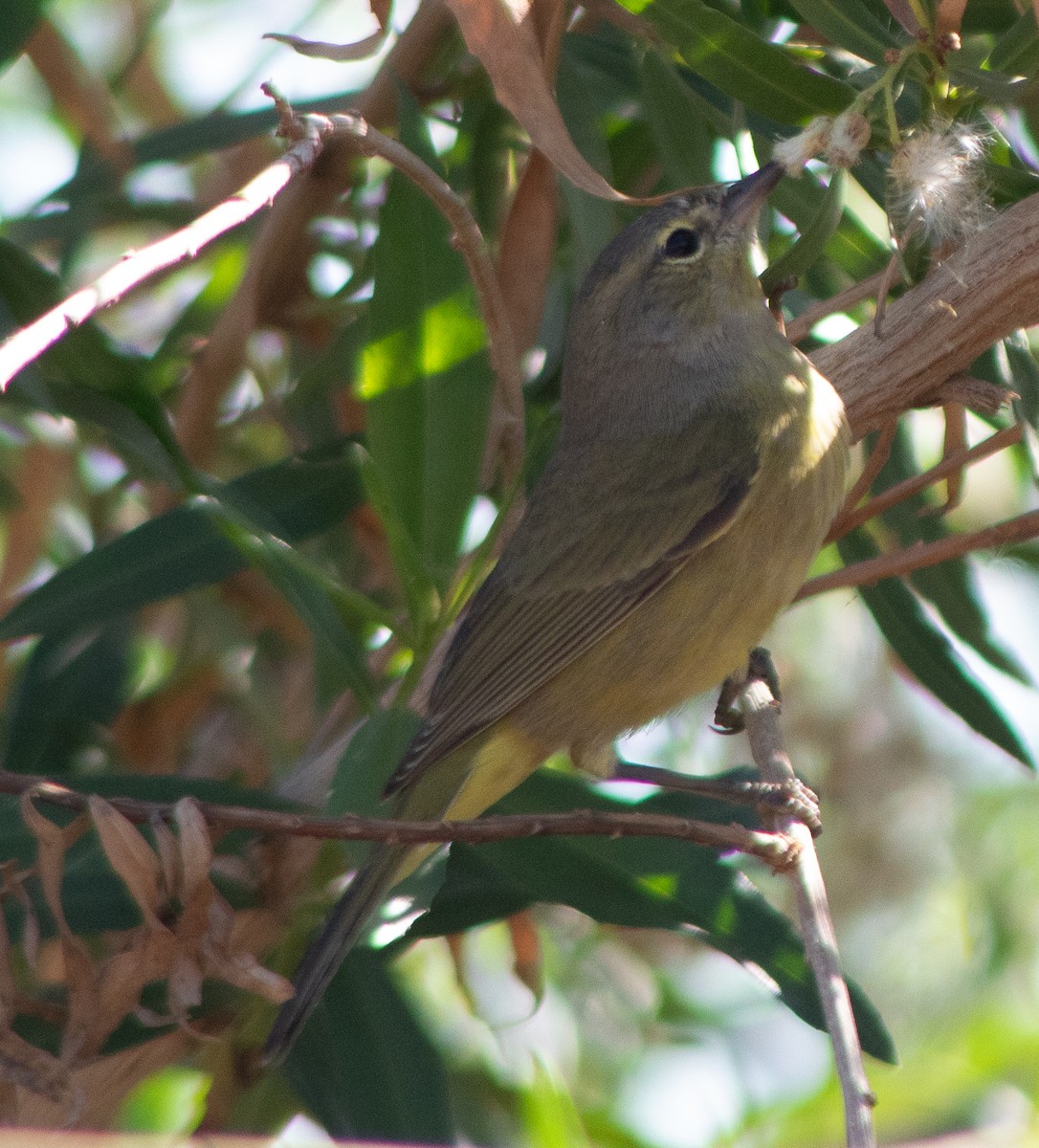 Orange-crowned Warbler - ML645018217