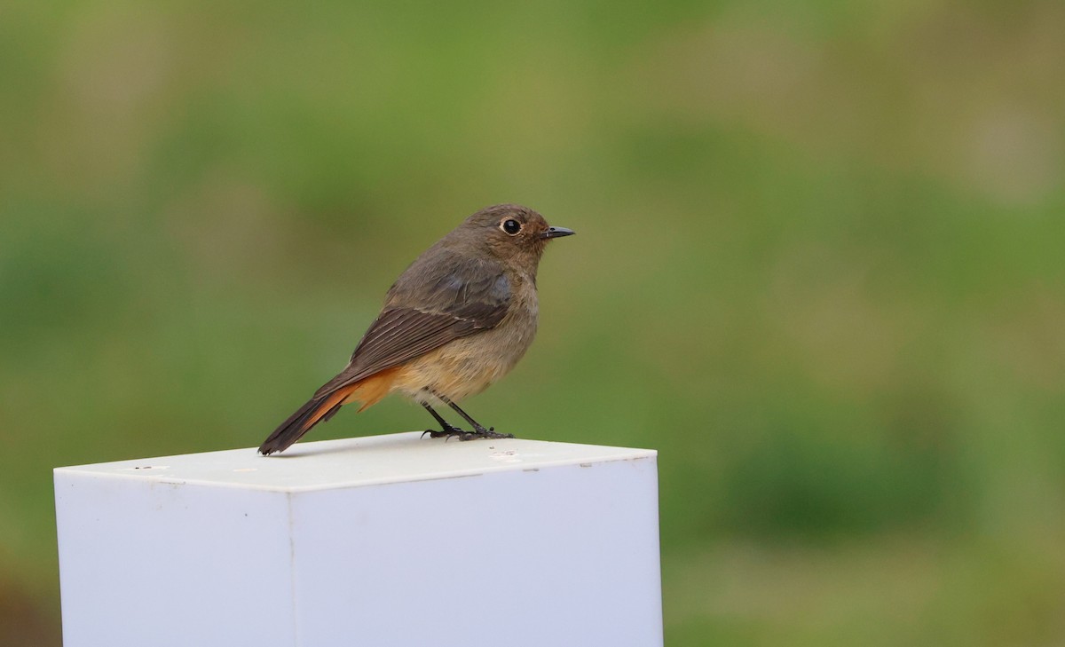 Hodgson's Redstart - ML645018224