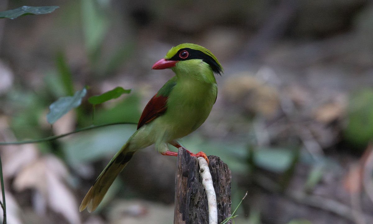 kraska zlatobřichá - ML645018230