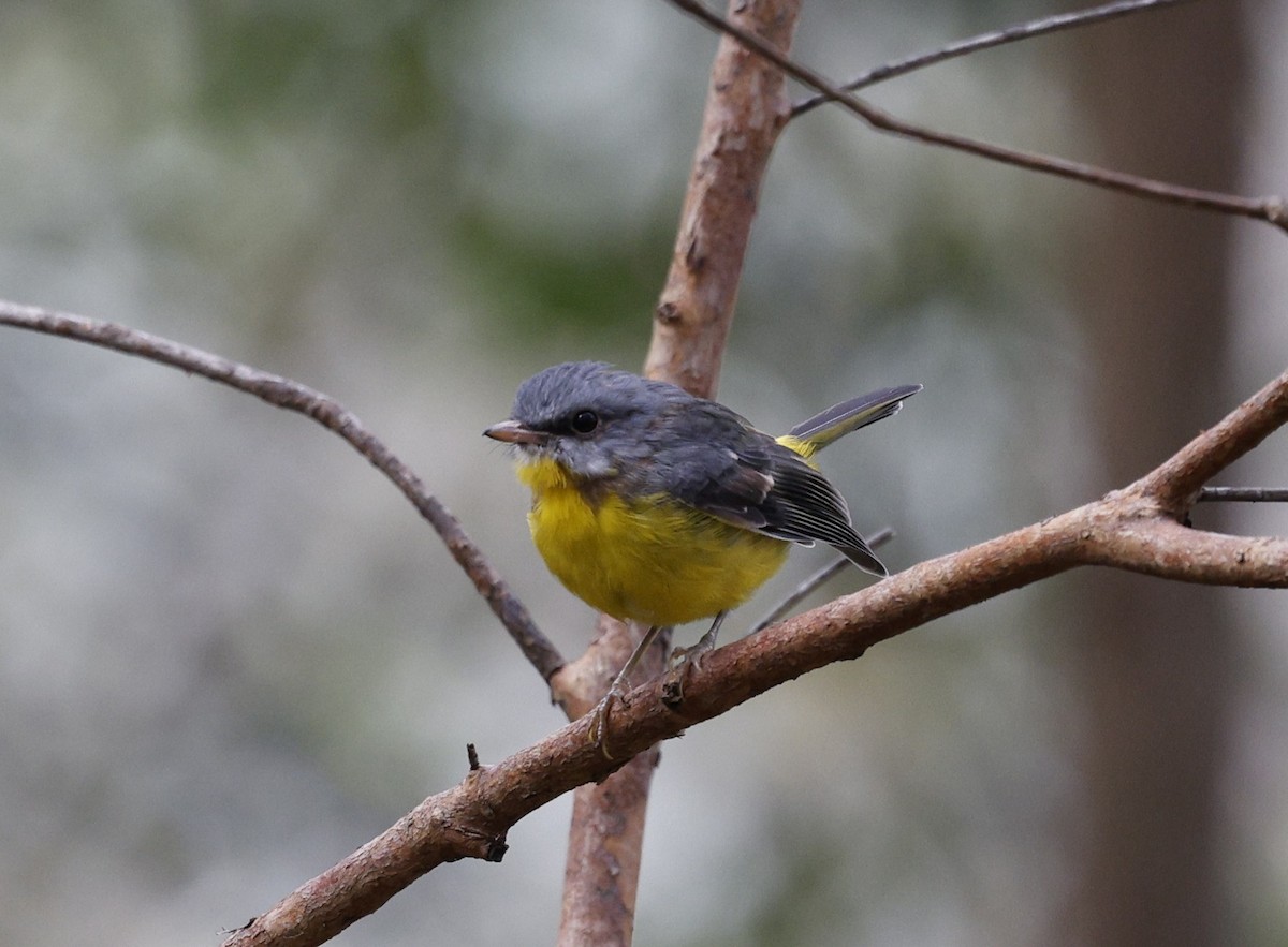 Королець жовтий - ML645018233