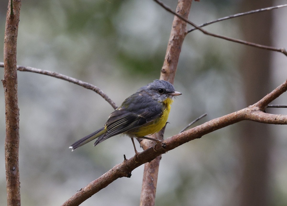 Королець жовтий - ML645018234