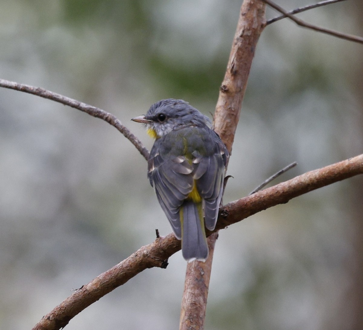 Королець жовтий - ML645018235