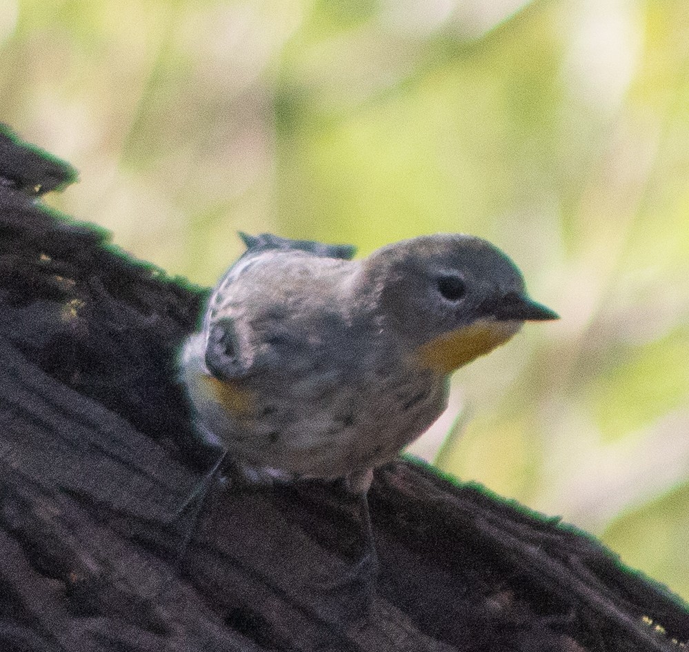 Yellow-rumped Warbler (Audubon's) - ML645018237