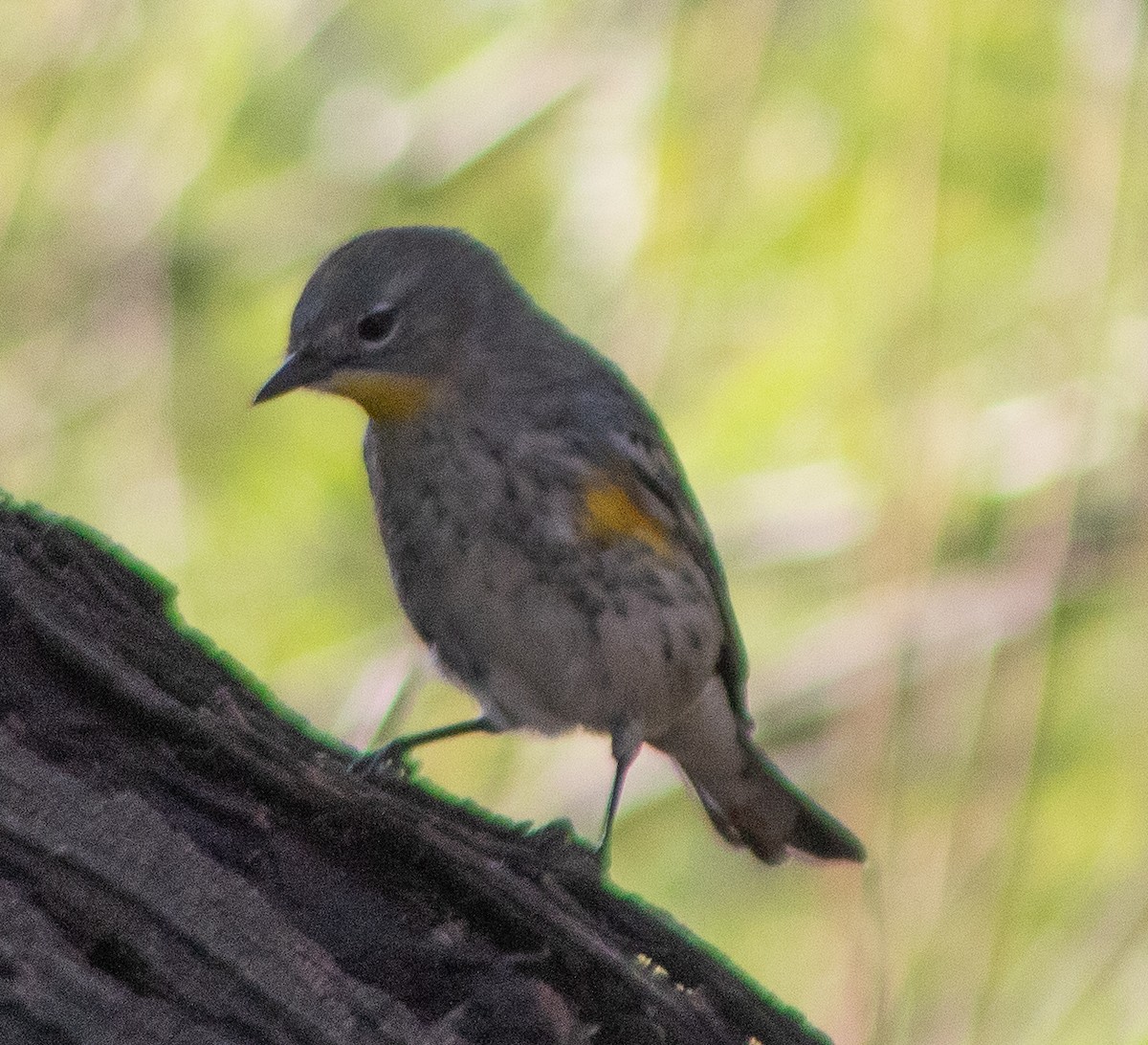 Yellow-rumped Warbler (Audubon's) - ML645018238