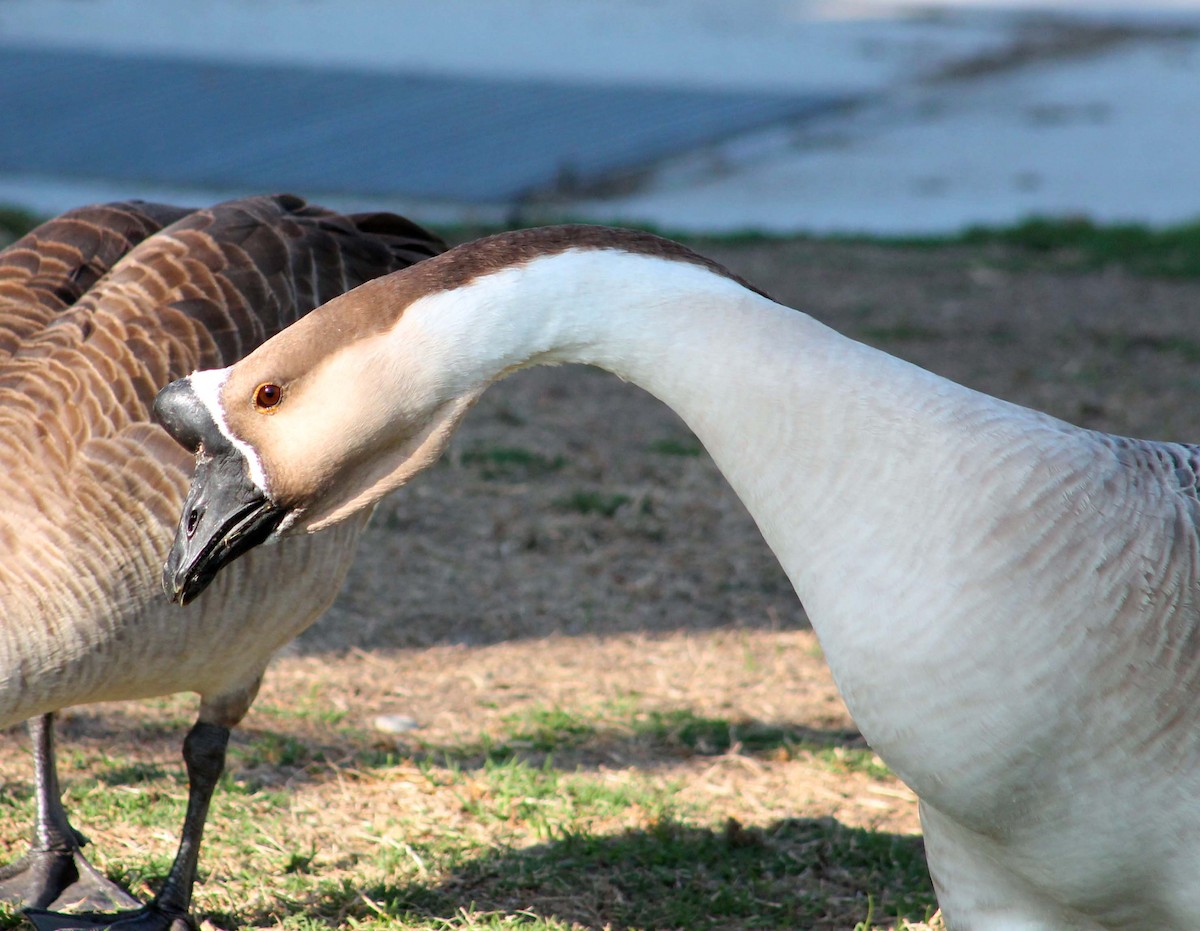 husa labutí (domestikovaná) - ML645018263