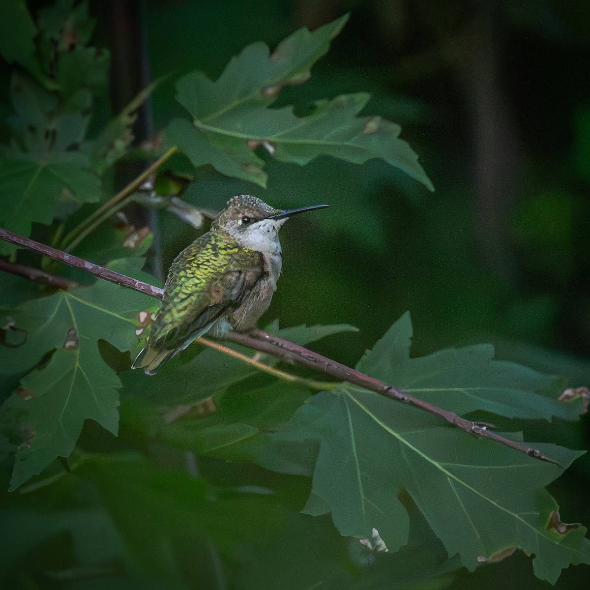 Колібрі рубіновогорлий - ML645018273