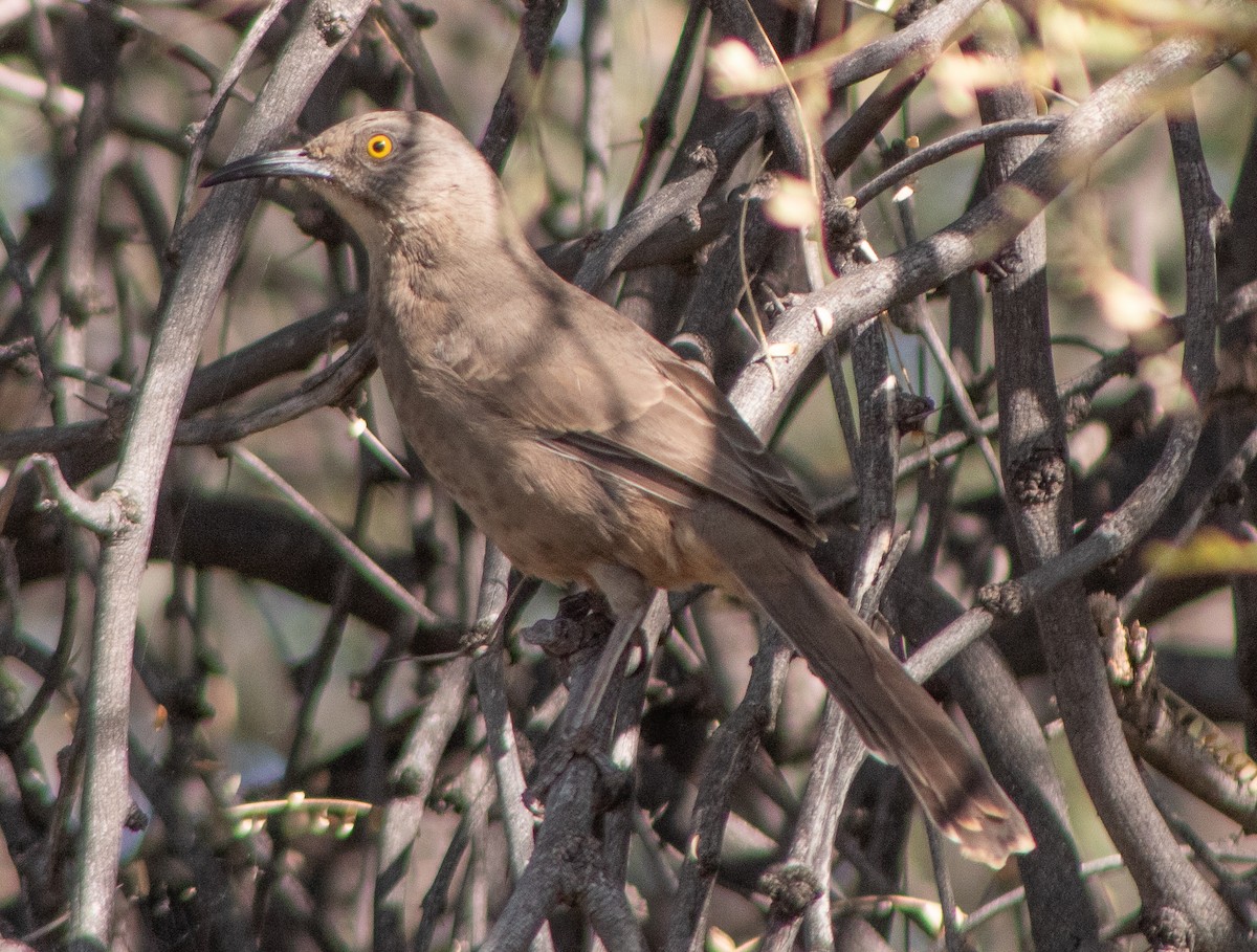 Curve-billed Thrasher - ML645018291