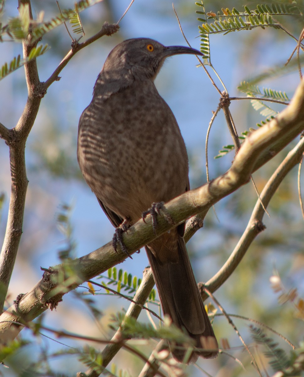 Curve-billed Thrasher - ML645018292