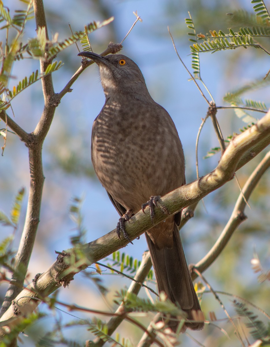 Curve-billed Thrasher - ML645018293