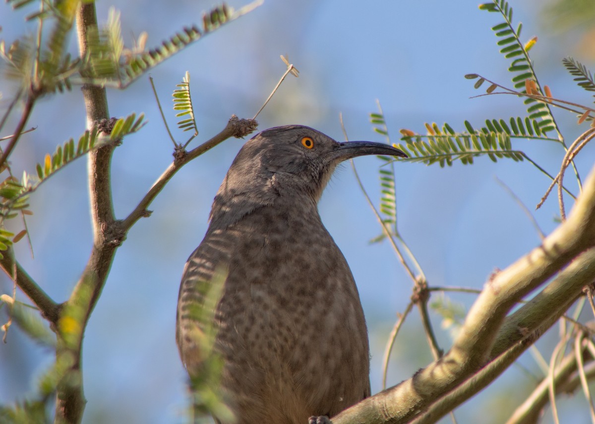 Curve-billed Thrasher - ML645018294