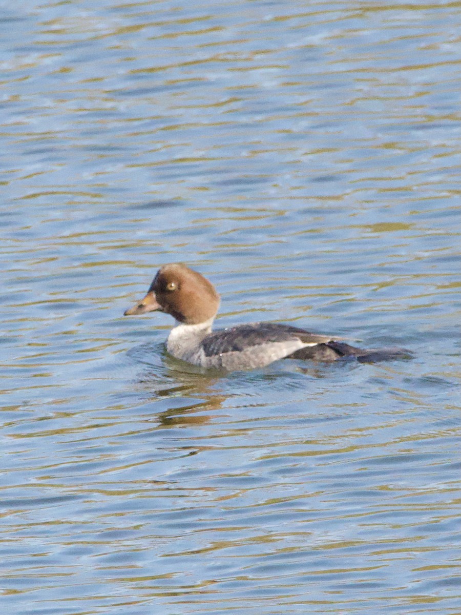 Common Goldeneye - ML645018310