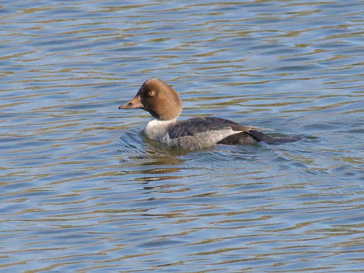 Common Goldeneye - ML645018311