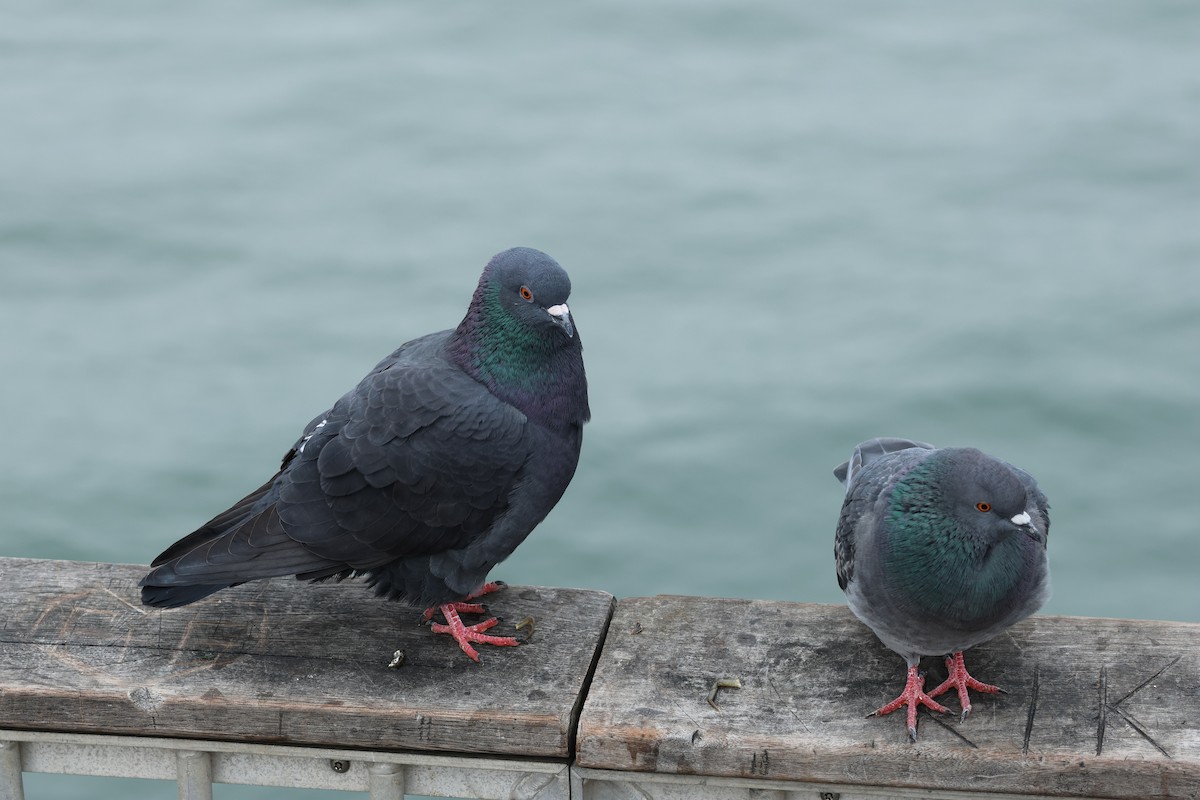 Haitz-usoa (etxekoa) - ML645018312