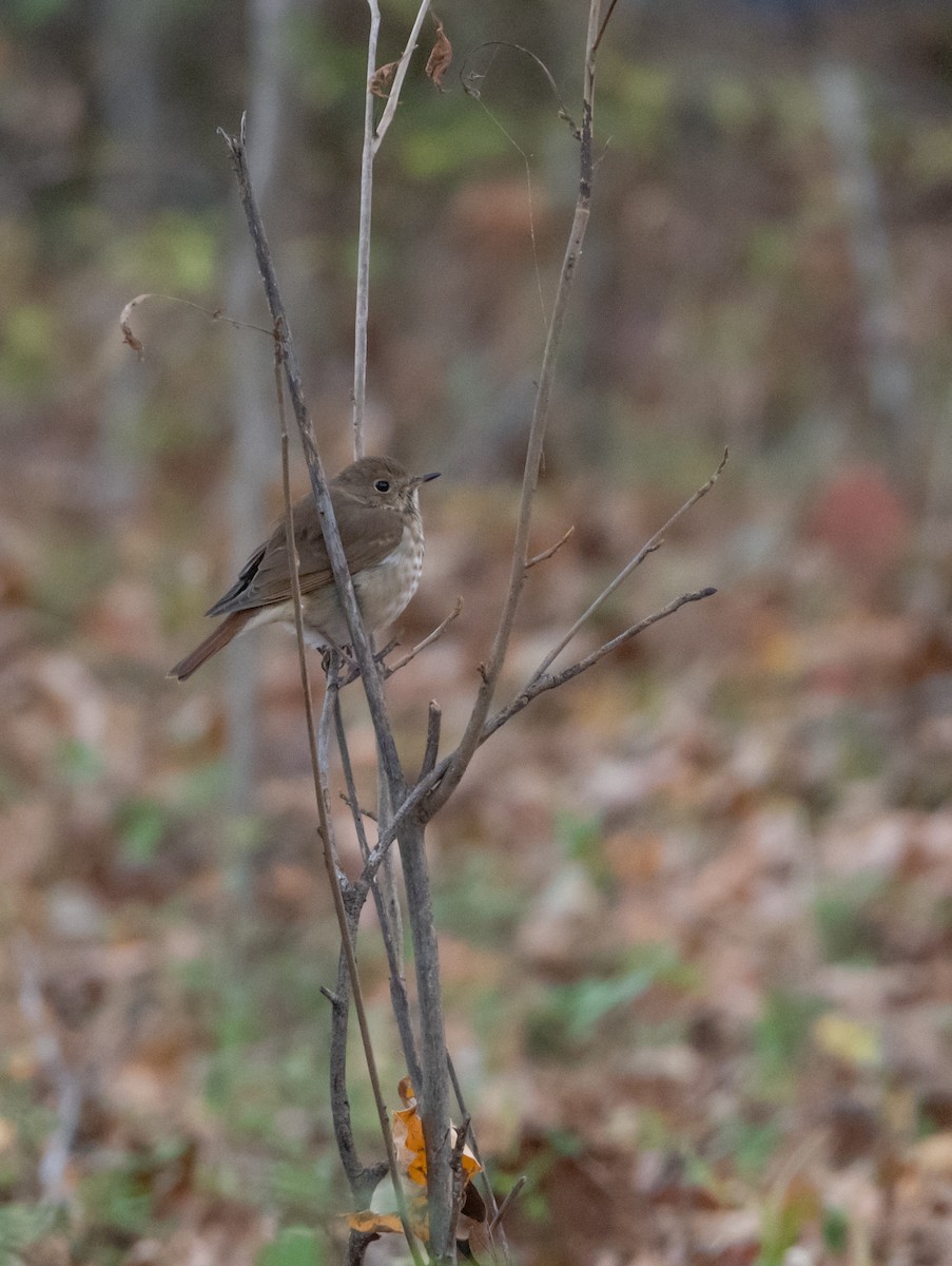 Hermit Thrush - ML645018323