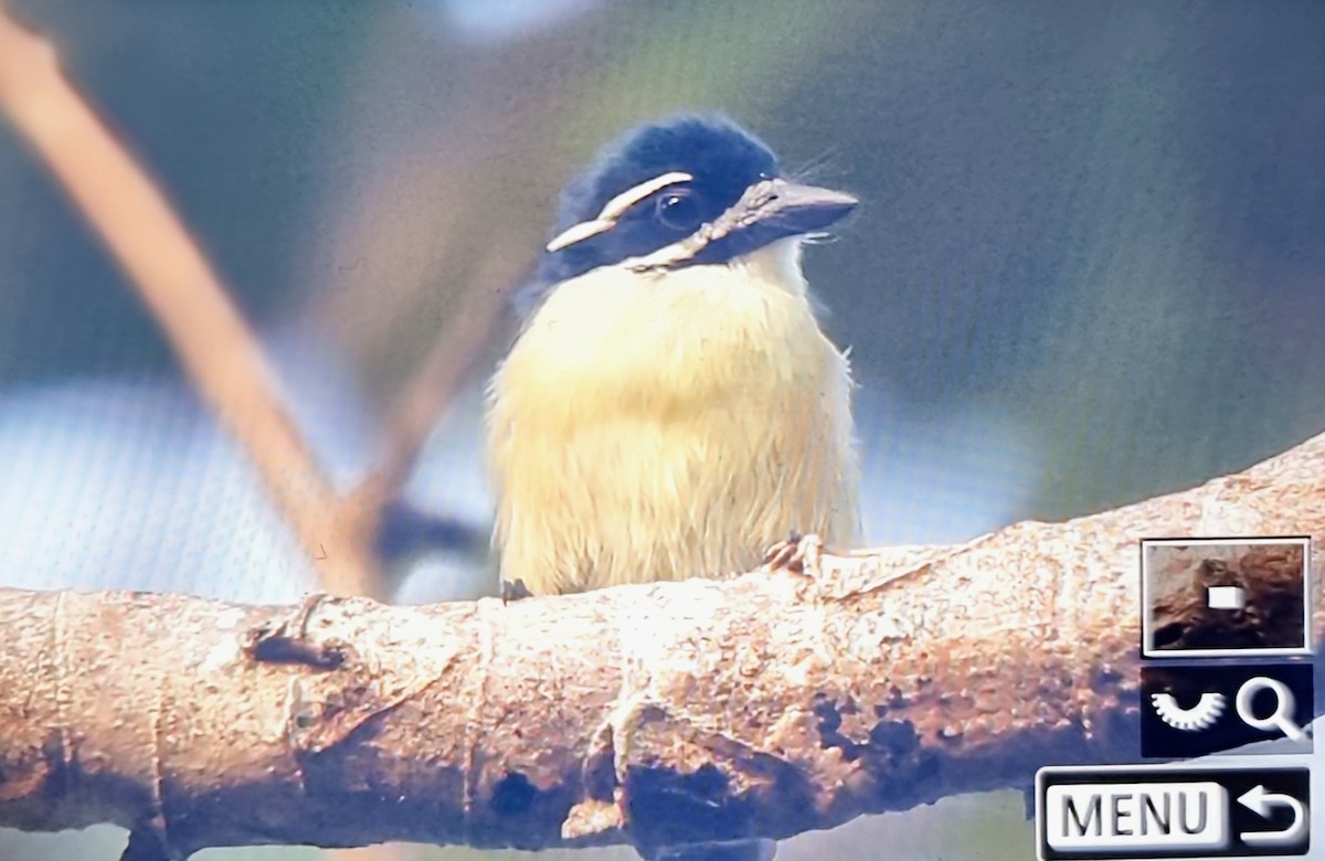 Yellow-throated Tinkerbird - ML645018325