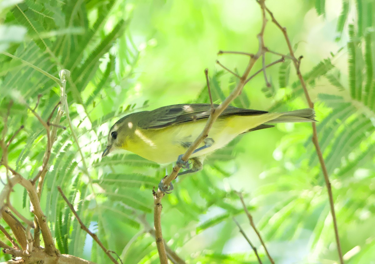 Philadelphia Vireo - ML645018326