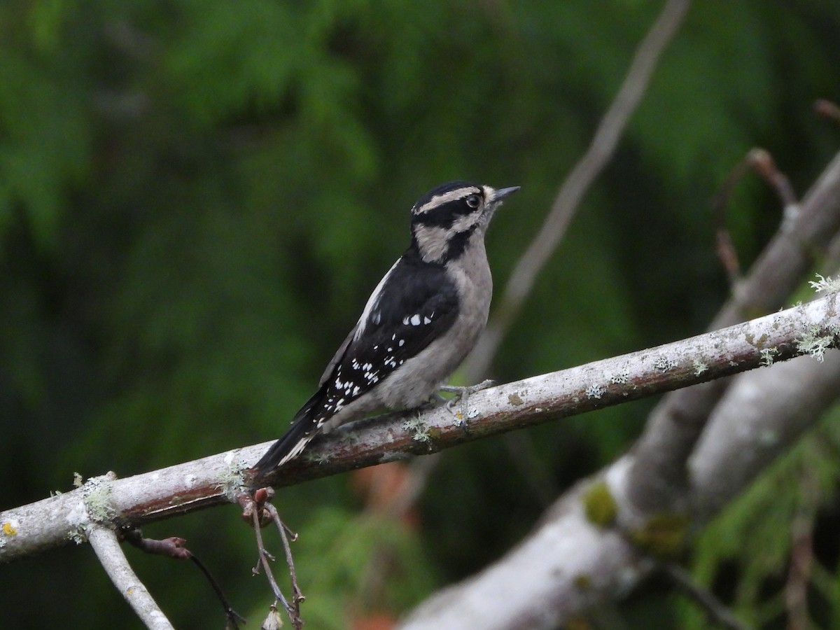 Downy Woodpecker - ML645018352
