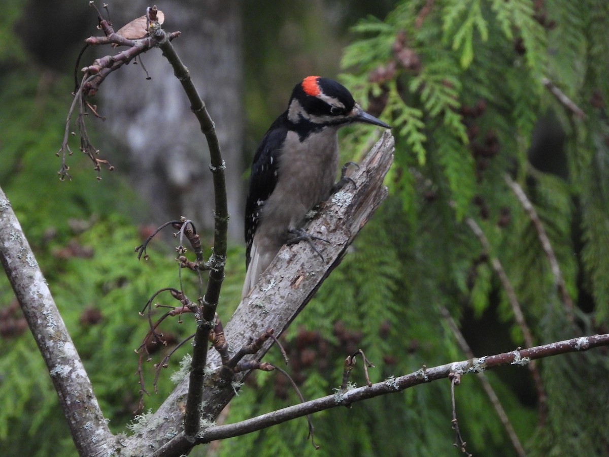Hairy Woodpecker - ML645018360