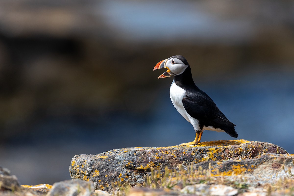 Pulcinella di mare - ML645018361