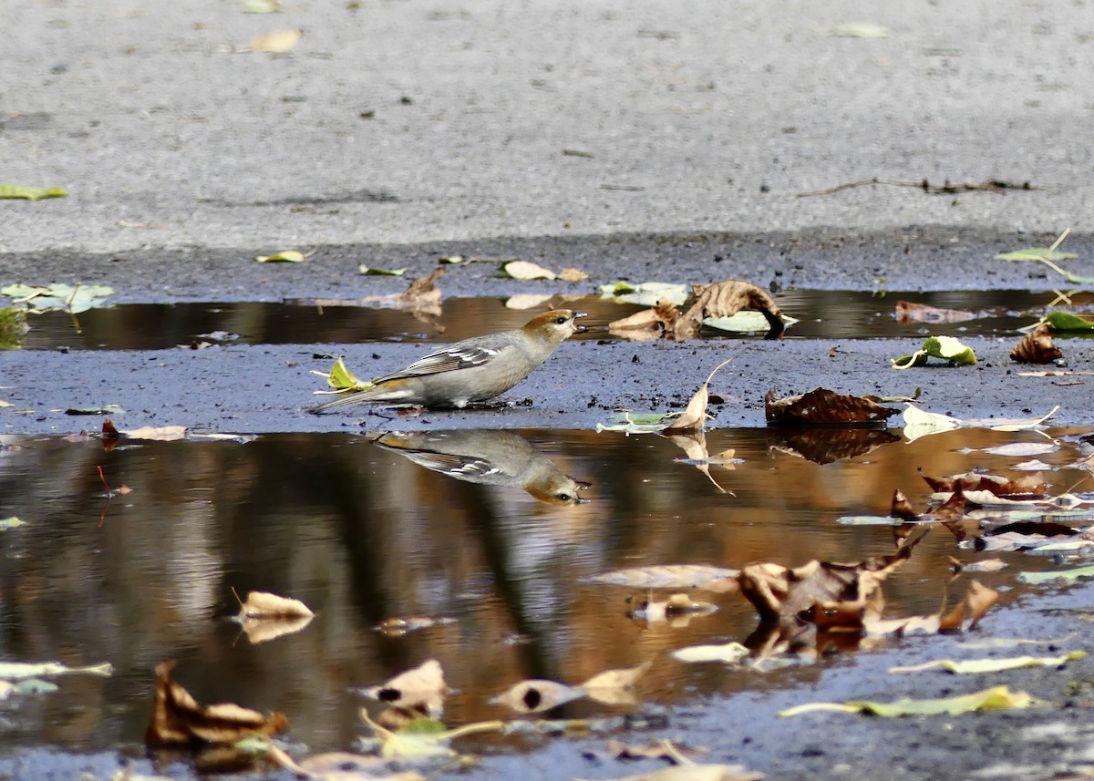 Pinu-gailupa - ML645018362