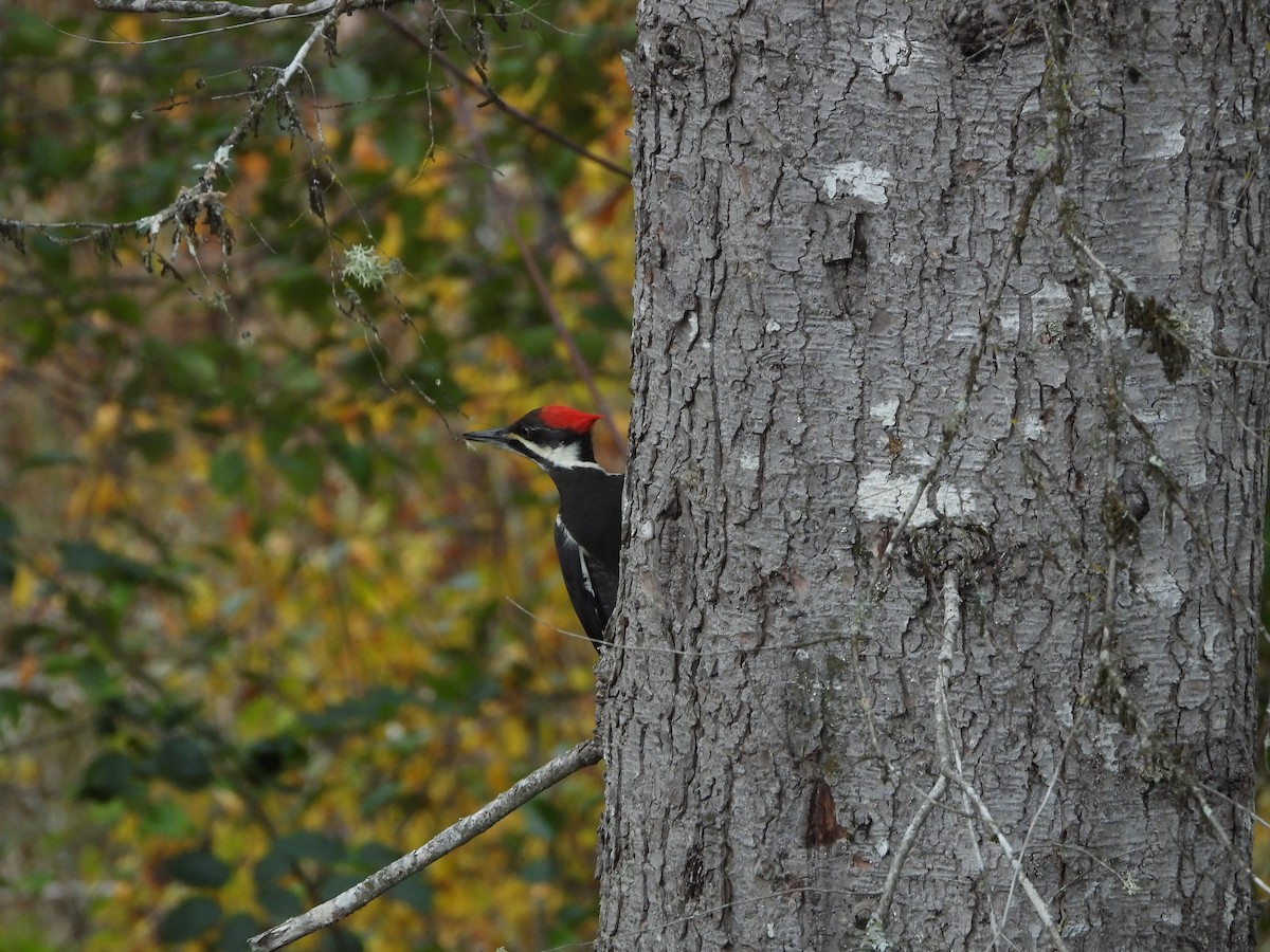 Pileated Woodpecker - ML645018371